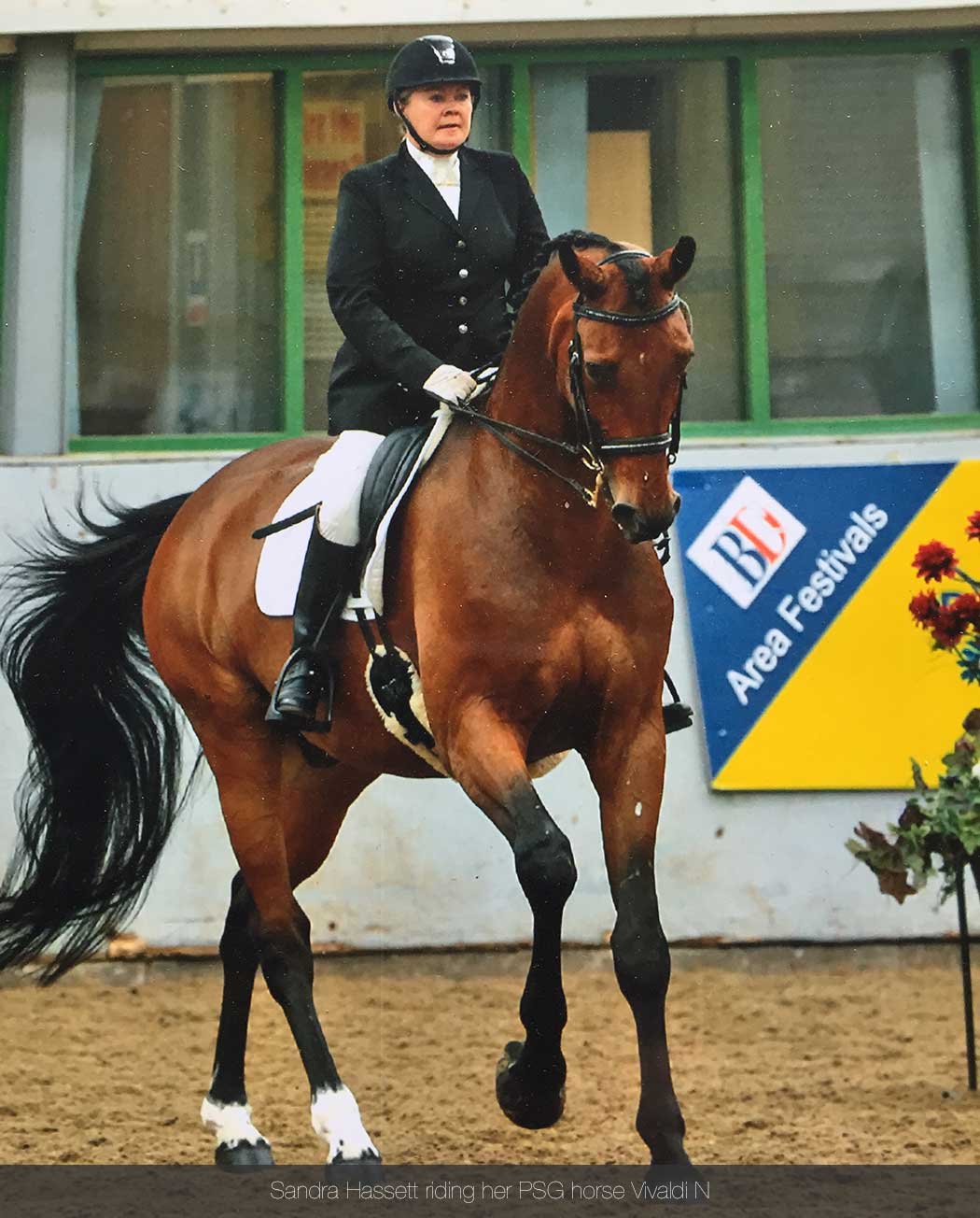 Willington Hall Riding Centre Opening Hours and Facilities Sandra Hassett riding her PSG horse Vivaldi N